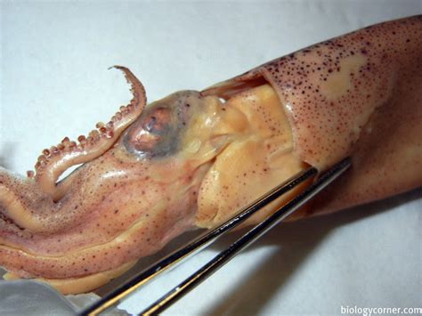 Virtual Squid Dissection