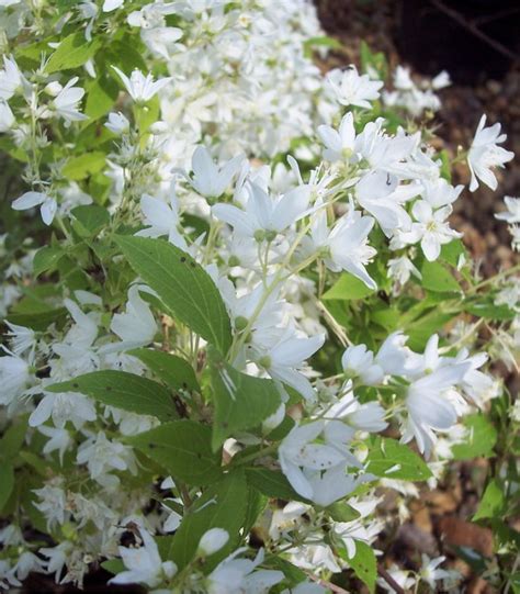 DEUTZIA gracils Nikko