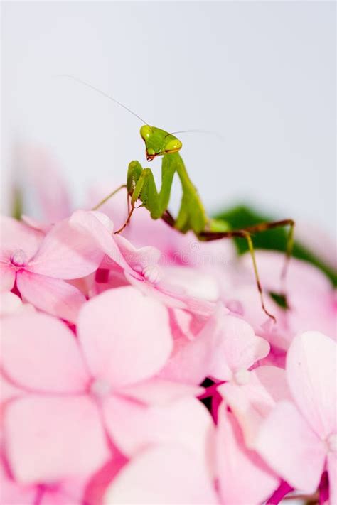 Praying Mantis Pink Flower Royalty Free Stock Photography - Image: 7560767