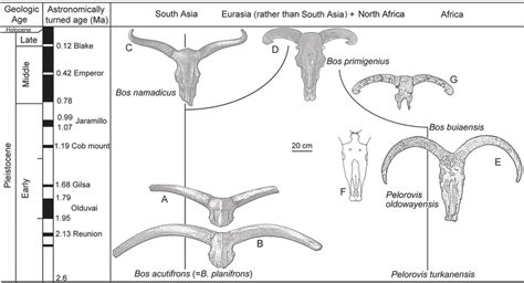 Evolution of Bos lineage: explained by two hypotheses and key fossils... | Download Scientific ...