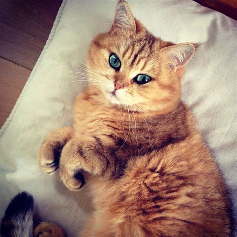 British shorthair golden | Cats & stuff! | Pinterest | British ...