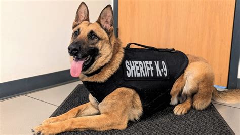 Police dog gets bullet and stab-proof vest - Vermont Daily Chronicle