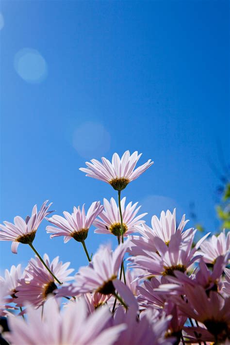 Blue Daisies Photos, Download The BEST Free Blue Daisies Stock Photos ...