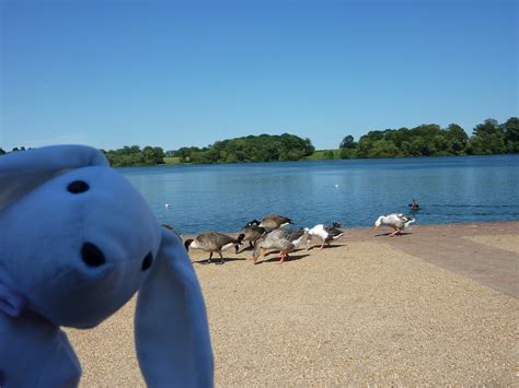 Lost Password: ELLESMERE LAKE, SHROPSHIRE