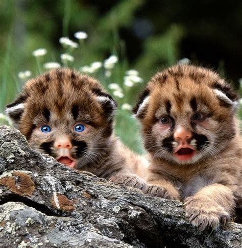 ..that's weird | Baby animals pictures, Baby bobcat, Baby animals