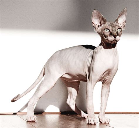 Do Sphynx Cats Get Along With Dogs