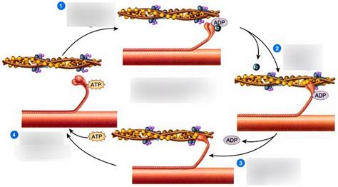 Cross-Bridge Cycle Diagram | Quizlet