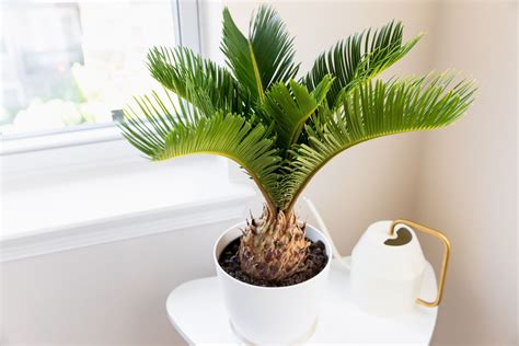 9 Types of Palm Plants to Grow Indoors