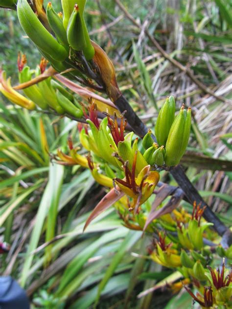 NZ Flax Flowers - wordsandstitches | Flax flowers, Botanical, Flax