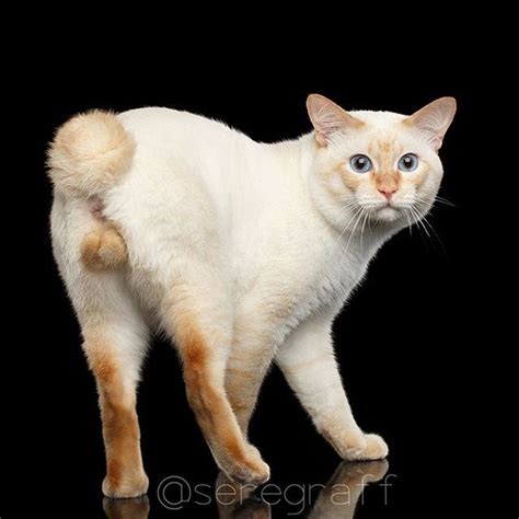 MEKONG BOBTAIL | The tail consists of a hook or nodes in any ...