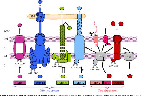 [PDF] Chlamydial Type III Secretion System 17 1 Bacterial Secretion Systems with an Emphasis on ...