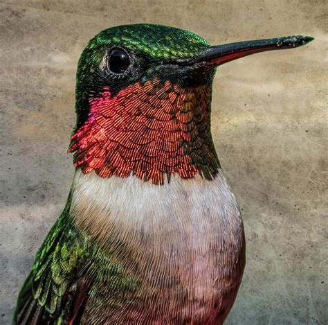 Hummingbird Closeup Photograph by Brian Shoemaker - Fine Art America