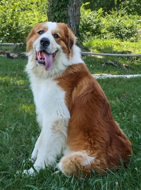 Pyrenean Mountain Dog Mix