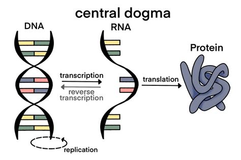 The exception to the Central Dogma