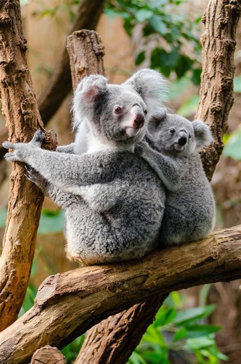 Free Stock Photo of Koala Bear with her baby | Download Free Images and ...