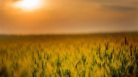 Download wallpaper 1920x1080 agriculture, cereal, corn farm, sunset ...