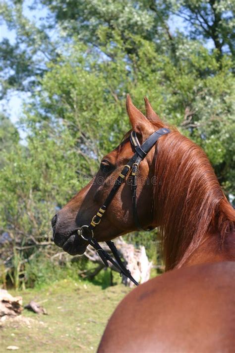 Chestnut Arabian Horse Portrait Stock Image - Image of hoofed, mane ...