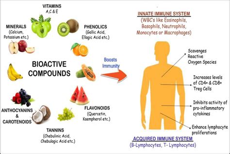 Bioactive compounds found in fruits boost our immune system | Download Scientific Diagram