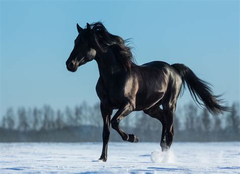 Image - 1200-507294134-black-horse.jpg | Roleplay Forum Wikia | FANDOM powered by Wikia