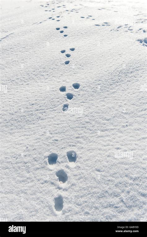 Rabbit tracks in snow. Yorkshire, UK Stock Photo - Alamy