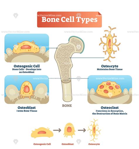 Vector illustration bone cell types diagram – VectorMine | Osteoblast, Nursing students, Stem cells