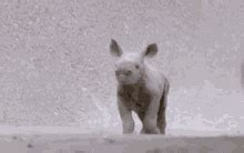 Baby Rhino Funny GIF - Baby Rhino Funny Escape - Discover & Share GIFs