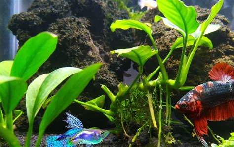 Aquascaping - 10 Best Aquarium Plants - All about home aquariums