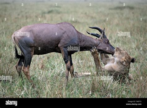 Lion (Panthera leo) lioness with her prey, a Topi (Damaliscus lunatus), Ngorongoro Conservation ...