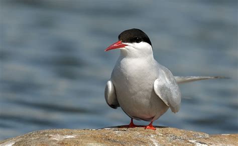 Arctic Tern l Amazing Migrating Bird - Our Breathing Planet