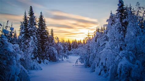 Fondos de pantalla : luz de sol, Árboles, paisaje, bosque, nieve, invierno, hielo, noche, Mañana ...