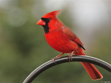 North Carolina: Just realized the North Carolina state bird is a Cardinal! Seems li...