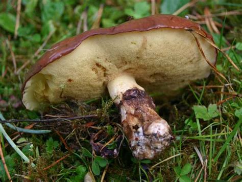 Suillus luteus, Slippery Jack mushroom