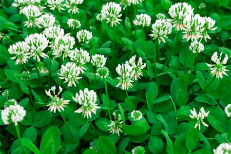 Edible-Wild-Plant-White-Clover-Cavaleiro-Farm - Cavaleiro Farm