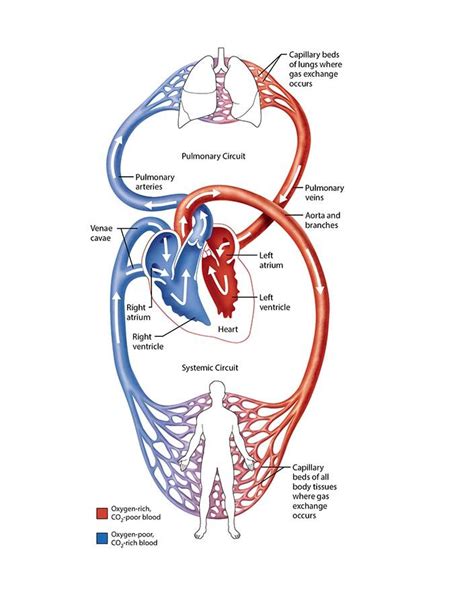 2. What you need to know | Nurse study notes, Circulatory system, Nursing study