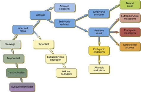 Formation of Germ Layers and Early Derivatives | Basicmedical Key