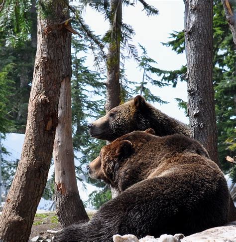 Grizzly Bears | Chris | Flickr