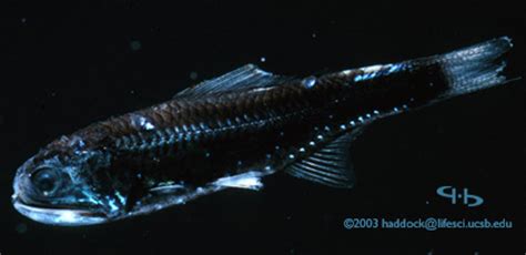 Lanternfish - Alchetron, The Free Social Encyclopedia