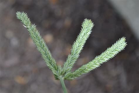 Goosegrass is an annual grassy weed that looks like crabgrass.