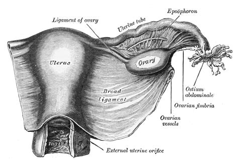 Uterus Anatomy Diagram Side View