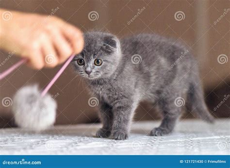 Scottish Fold Baby Cat Playing with a Pom-pom Toy Stock Photo - Image of breed, love: 121721430