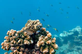 Underwater photo. Phuket Thailand. Coral reef and schools … | Flickr