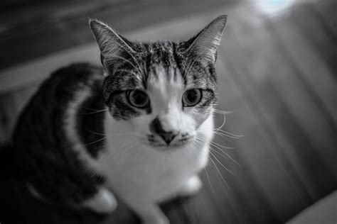 Grayscale Photography of Cat · Free Stock Photo