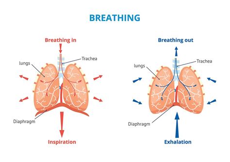 Your Lungs And How CF Affects Them – CF Physio