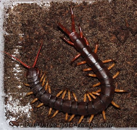 Scolopendra subspinipes