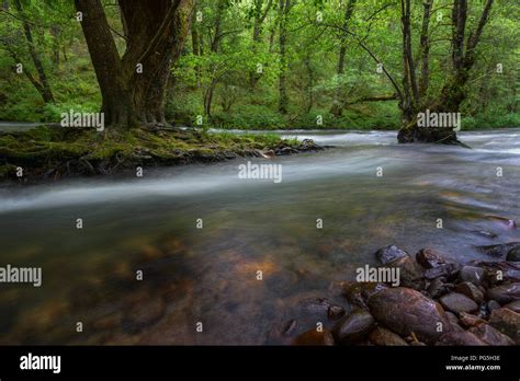 The Navia River in its course through centuries-old forests, in Navia ...