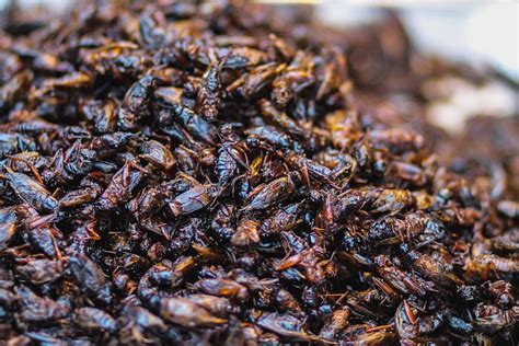 Inago no Tsukudani | Traditional Insect Dish From Nagano Prefecture, Japan