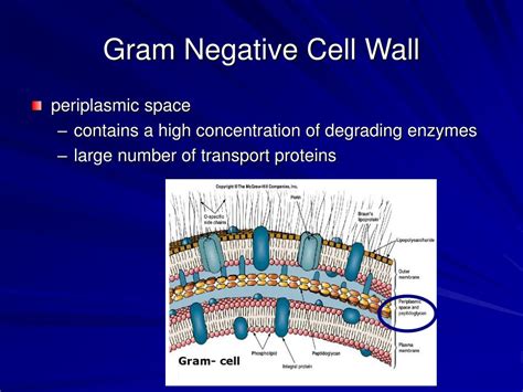 PPT - Cell Structure PowerPoint Presentation, free download - ID:483733