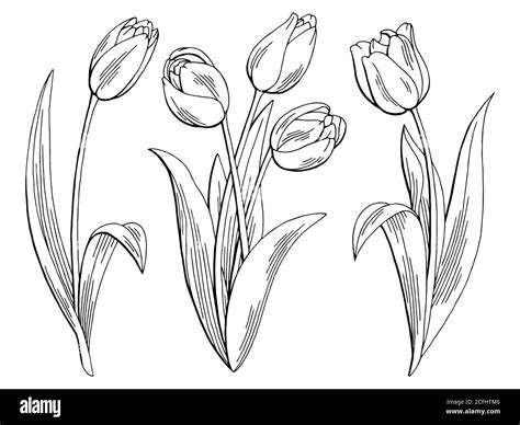 Tulip flower graphic black white isolated sketch illustration vector Stock Vector Image & Art ...