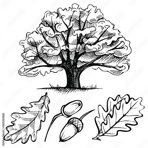 Sketch ink oak tree. hand drawn acorn and leaf. illustration on a white ...