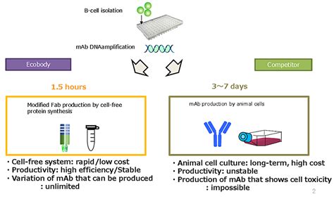 Custom Rabbit monoclonal antibody production Service using Ecobody ...